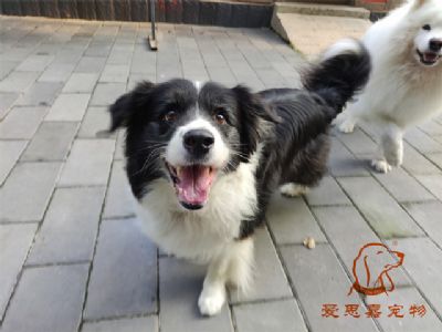 2023.9.14号在校狗狗照片！——爱思嘉宠物驯养学校