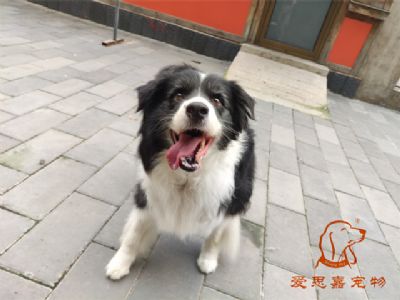 2023.9.17号在校狗狗照片！——爱思嘉宠物驯养学校