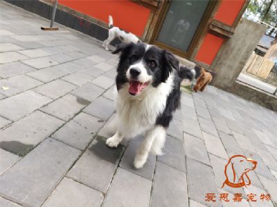 2023.9.19号在校狗狗照片！——爱思嘉宠物驯养学校