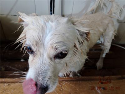 田园犬波比洗澡照片！