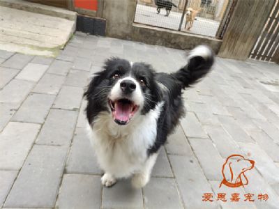 2023.9.24号在校狗狗照片！——爱思嘉宠物驯养学校