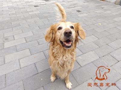 2023.9.27号在校狗狗照片！——爱思嘉宠物驯养学校