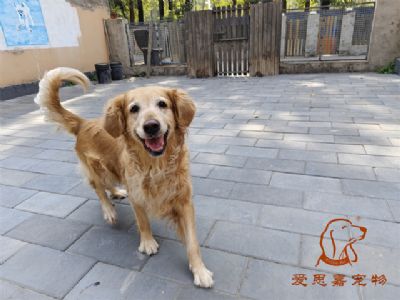 2023.9.29号在校狗狗照片！——爱思嘉宠物驯养学校