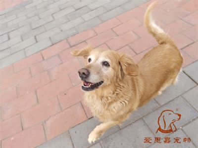 2024.1.2号在校狗狗照片！——爱思嘉宠物驯养学校