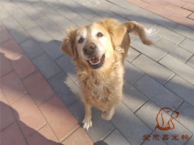 2024.1.4号在校狗狗照片！——爱思嘉宠物驯养学校