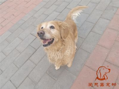 2024.1.10号在校狗狗照片！——爱思嘉宠物驯养学校
