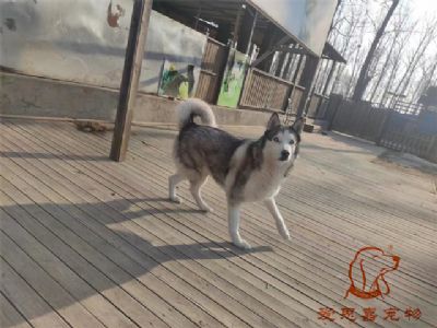 2024.1.12号在校狗狗照片！——爱思嘉宠物驯养学校