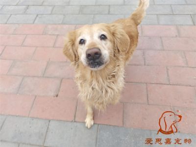 2024.1.13号在校狗狗照片！——爱思嘉宠物驯养学校