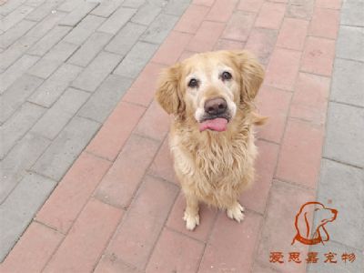 2024.1.17号在校狗狗照片！——爱思嘉宠物驯养学校