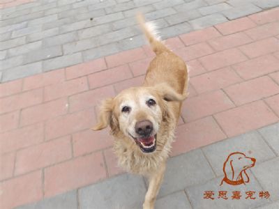 2024.1.19号在校狗狗照片！——爱思嘉宠物驯养学校