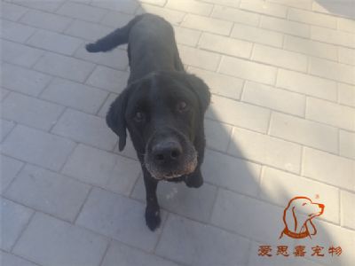 2024.1.23号在校狗狗照片！——爱思嘉宠物驯养学校