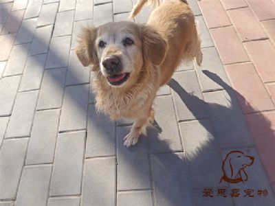 2024.1.25号在校狗狗照片！——爱思嘉宠物驯养学校