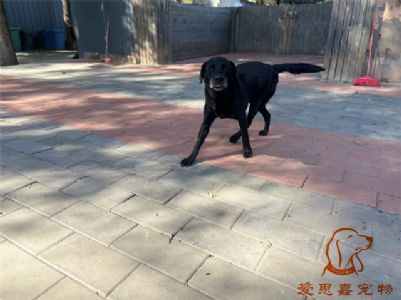2024.10.2号在校狗狗照片！——爱思嘉宠物驯养学校