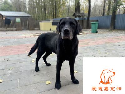 2024.10.31号在校狗狗照片----爱思嘉宠物寄养训练学校