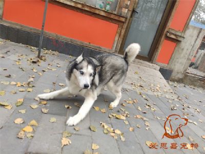 2024.11.2号在校狗狗照片----爱思嘉宠物寄养训练学校