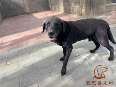 2024.11.4号在校狗狗照片----爱思嘉宠物寄养训练学校