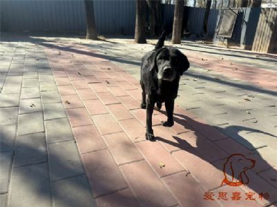 2024.11.5号在校狗狗照片----爱思嘉宠物寄养训练学校