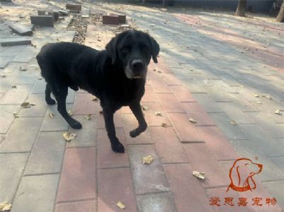 2024.11.7号在校狗狗照片----爱思嘉宠物寄养训练学校