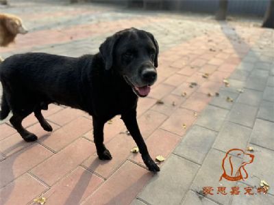 2024.11.8号在校狗狗照片----爱思嘉宠物寄养训练学校