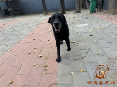 2024.11.9号在校狗狗照片----爱思嘉宠物寄养训练学校