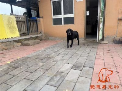 2024.11.15号在校狗狗照片----爱思嘉宠物寄养训练学校