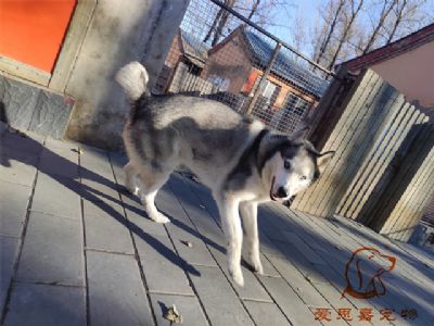 2024.11.22号在校狗狗照片----爱思嘉宠物寄养训练学校