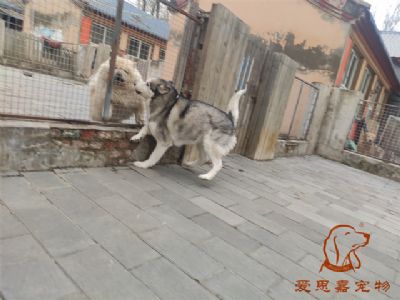 2024.11.24号在校狗狗照片----爱思嘉宠物寄养训练学校