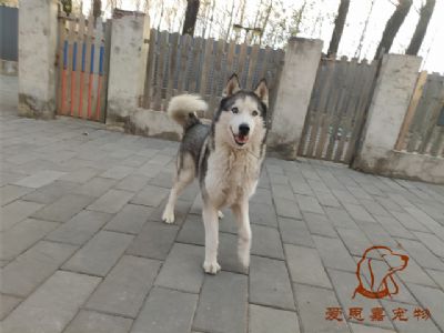 2024.11.26号在校狗狗照片----爱思嘉宠物寄养训练学校