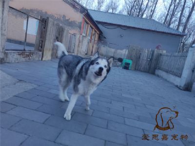 2024.11.30号在校狗狗照片----爱思嘉宠物寄养训练学校