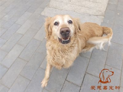 2024.2.1号在校狗狗照片！——爱思嘉宠物驯养学校