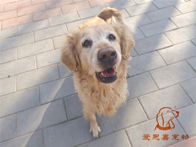 2024.2.5号在校狗狗照片！——爱思嘉宠物驯养学校