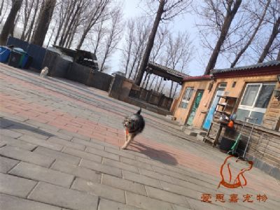 2024.2.6号在校狗狗照片！——爱思嘉宠物驯养学校