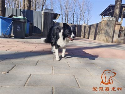 2024.2.7号在校狗狗照片！——爱思嘉宠物驯养学校