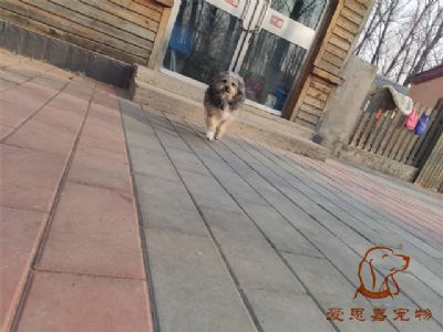 2024.2.12号在校狗狗照片！——爱思嘉宠物驯养学校
