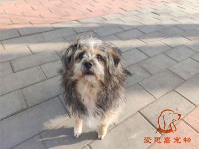 2024.2.13号在校狗狗照片！——爱思嘉宠物驯养学校