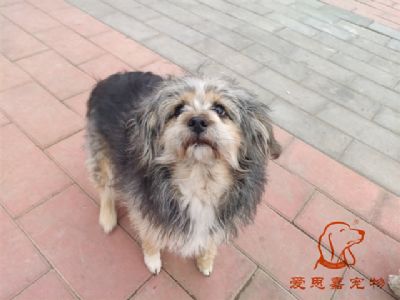 2024.2.14号在校狗狗照片！——爱思嘉宠物驯养学校