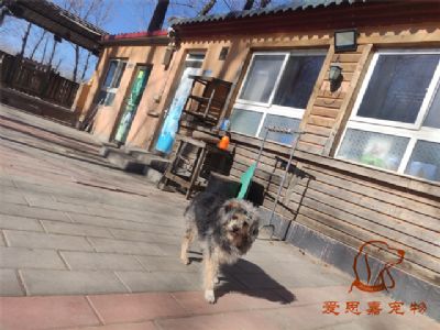 2024.2.15号在校狗狗照片！——爱思嘉宠物驯养学校