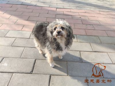 2024.2.16号在校狗狗照片！——爱思嘉宠物驯养学校
