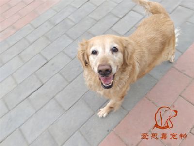 2024.2.20号在校狗狗照片！——爱思嘉宠物驯养学校