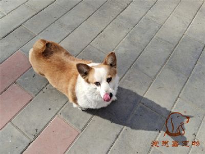 2024.2.22号在校狗狗照片！——爱思嘉宠物驯养学校