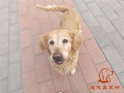 2024.2.27号在校狗狗照片！——爱思嘉宠物驯养学校