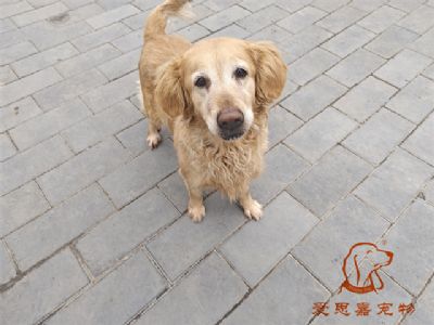 2024.2.28号在校狗狗照片！——爱思嘉宠物驯养学校
