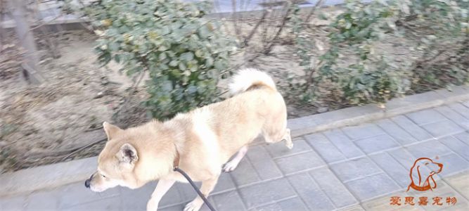 2024.3.8号旗舰店照片！