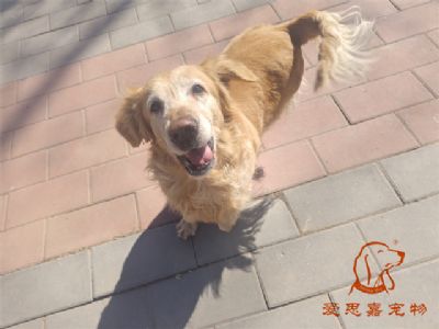 2024.3.12号在校狗狗照片！——爱思嘉宠物驯养学校