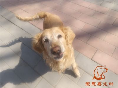 2024.3.13号在校狗狗照片！——爱思嘉宠物驯养学校