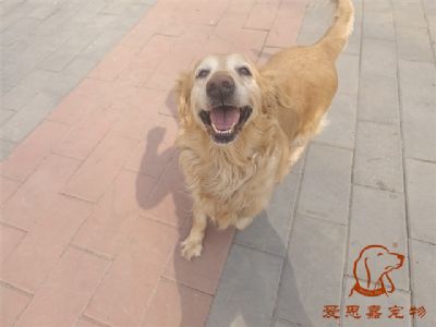 2024.3.16号在校狗狗照片！——爱思嘉宠物驯养学校