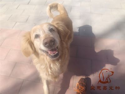 2024.3.17号在校狗狗照片！——爱思嘉宠物驯养学校