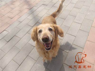 2024.3.18号在校狗狗照片！——爱思嘉宠物驯养学校
