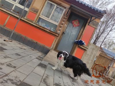 2024.3.25号在校狗狗照片！——爱思嘉宠物驯养学校