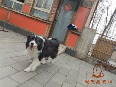 2024.3.26号在校狗狗照片！——爱思嘉宠物驯养学校